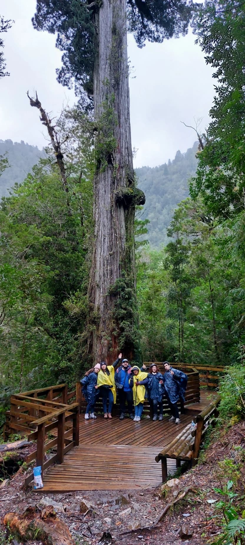 Trekking Parque Nacional Alerce Andino (Full Day) - imagen 5 de 7