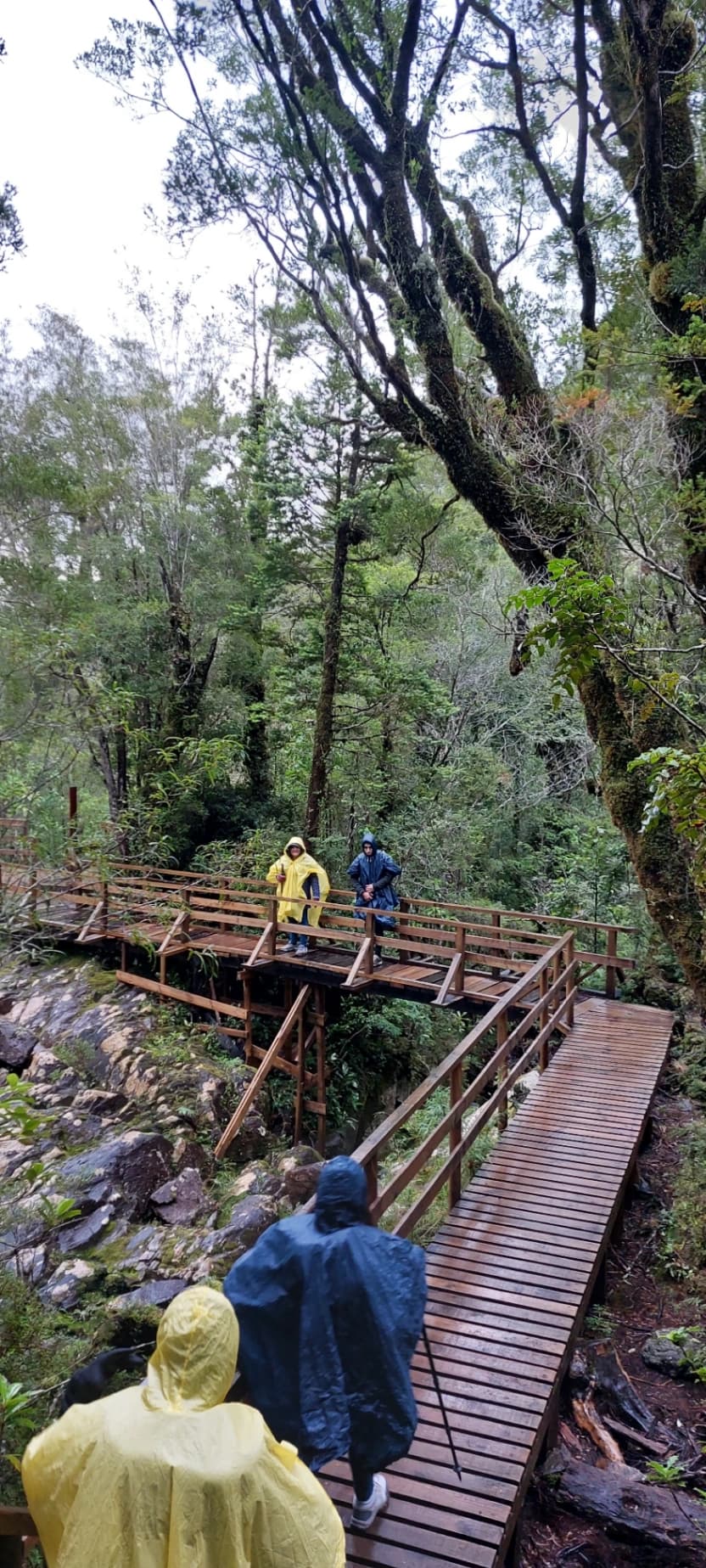 Trekking Parque Nacional Alerce Andino (Full Day) - imagen 7 de 7