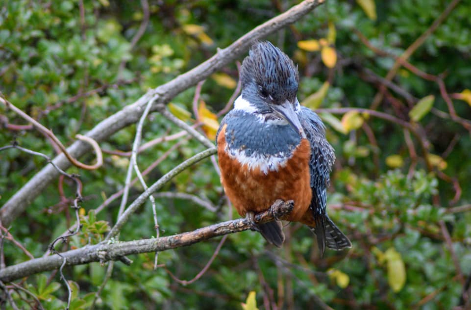 Safari Fotográfico Río Maullín-Natureleza en Estado Puro - imagen 8 de 8