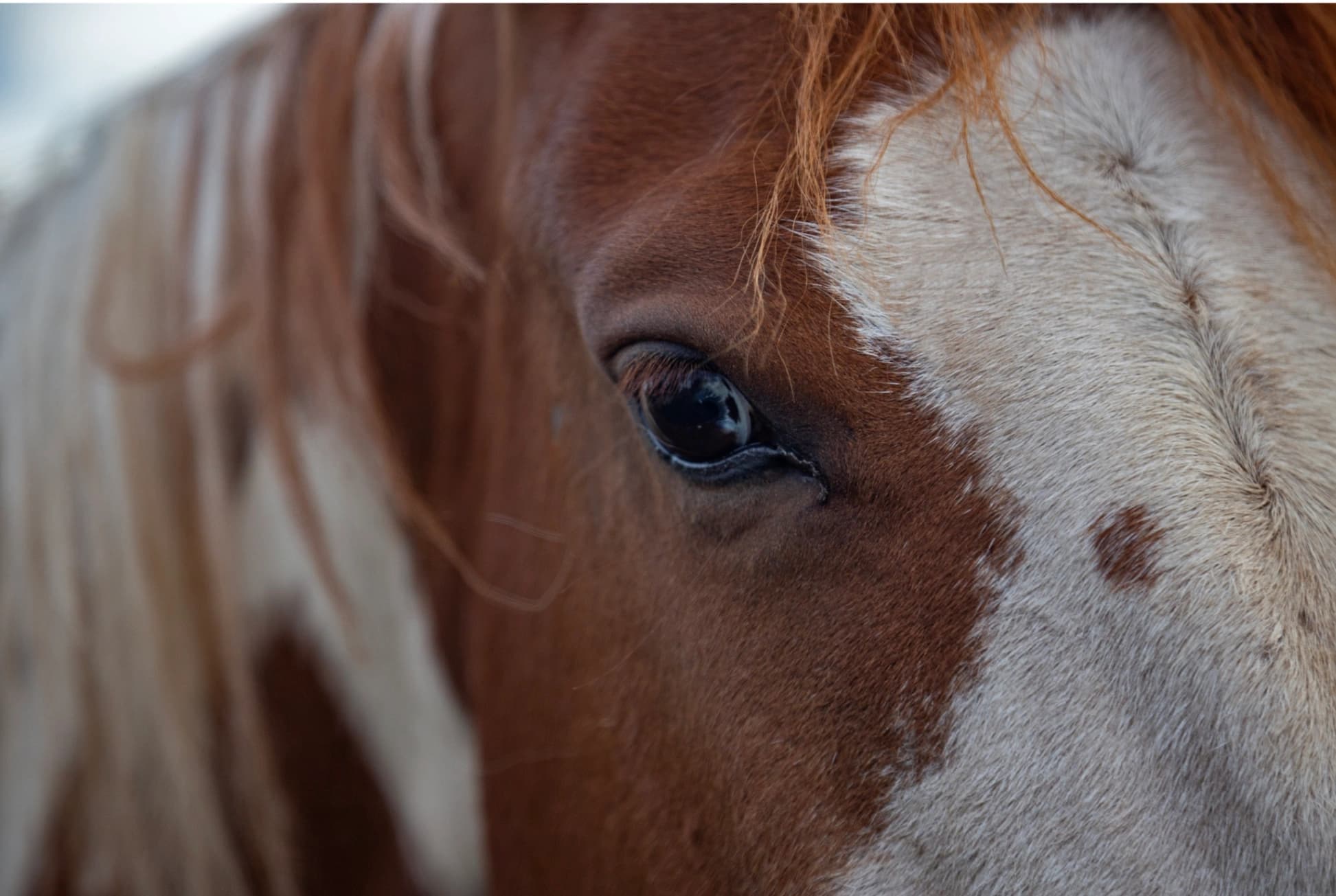 Experiencias con Caballos - imagen 1 de 4