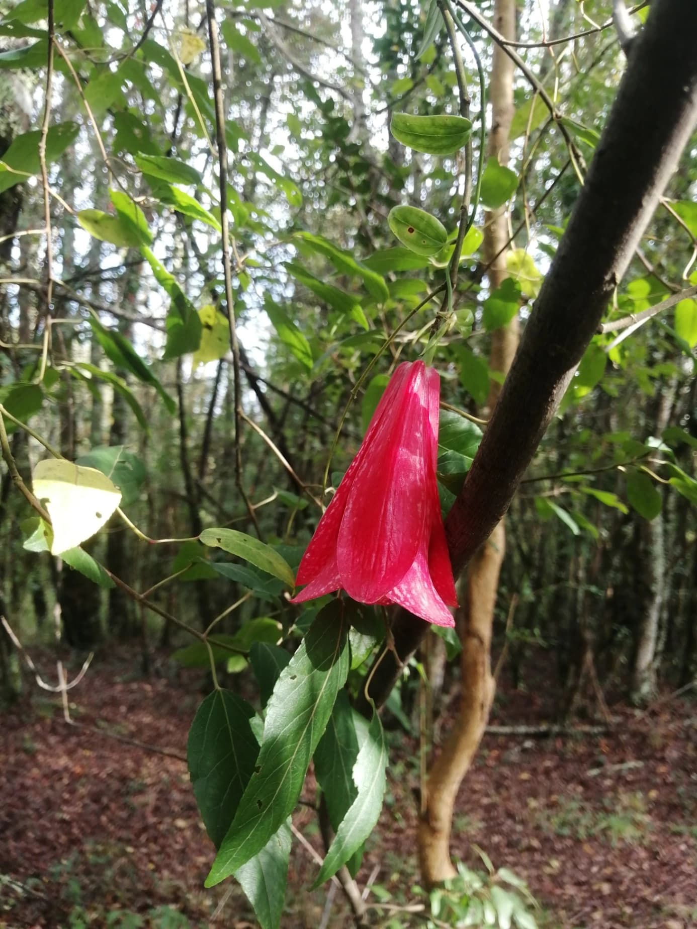 Sendero Despierta Tus Sentidos - imagen 3 de 6