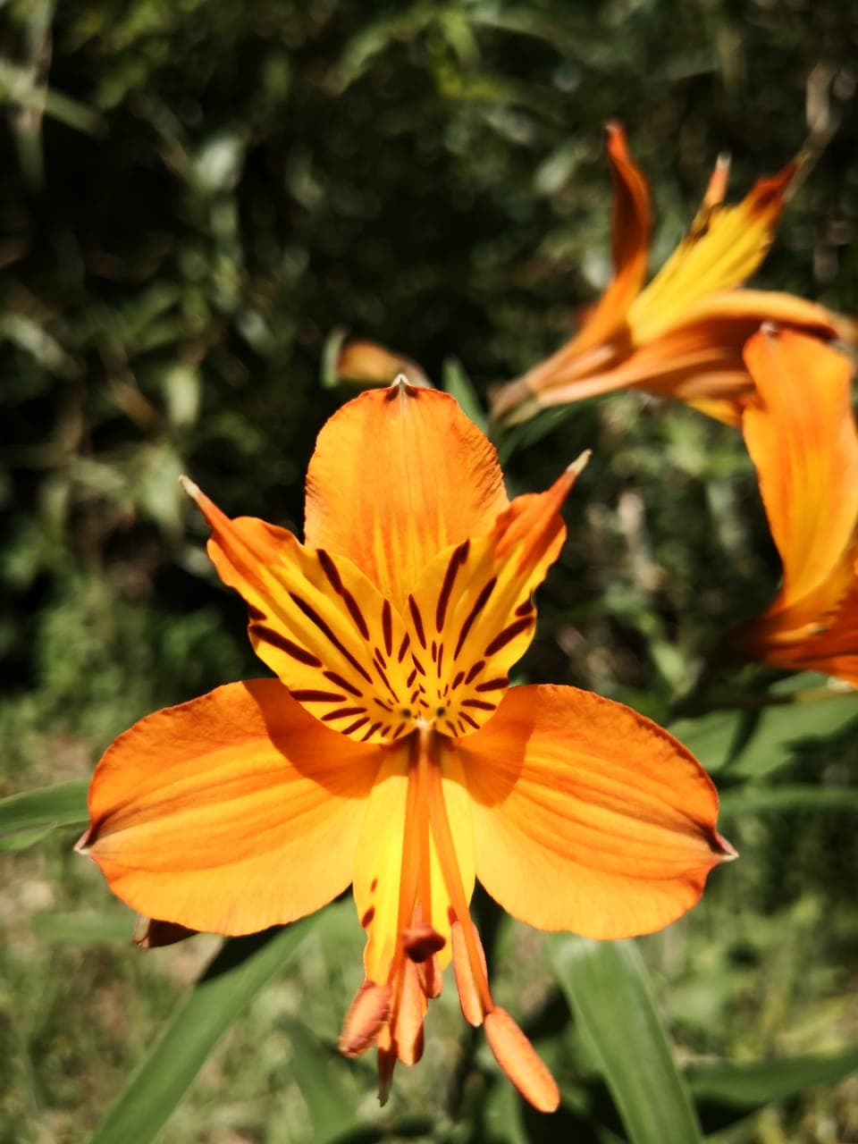 Sendero Despierta Tus Sentidos - imagen 6 de 6